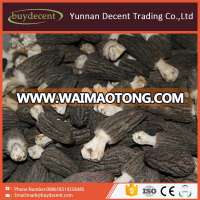 Yunnan best sale fresh morchella mushroom morel wild mushroom supplier