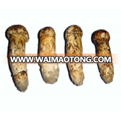 wild pine mushroom/matsutake new product