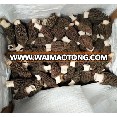 Cultivator fresh morchella conica mushroom