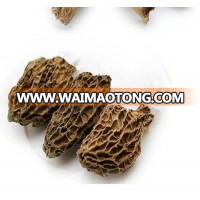 2018 Wild fresh dried morchella conica