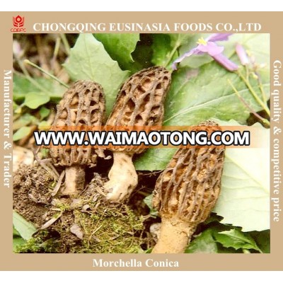 setas colmenillas precio,morel mushroom price