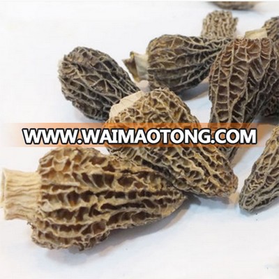 Wild Morchella Conica Fresh& Dried Morel Mushroom