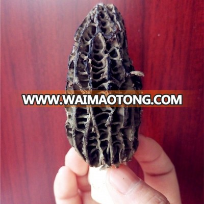 fresh morel mushroom for sale/price of black fresh morel mushroom