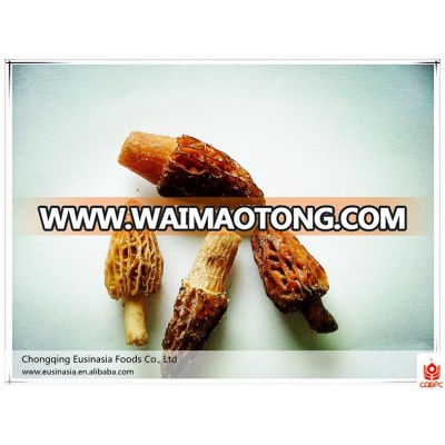 Wholesale IQF frozen morel mushroom, price of frozen morel