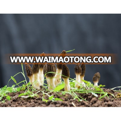 Fresh wild morchella conica mushroom for hot sale