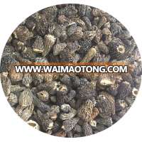 dried morchella conica