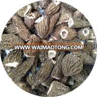 dried morchella esculenta cultivate